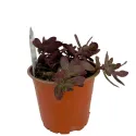 Rozchodník SunSparkler Firecracker (Sedum)