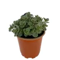 Rozchodník SunSparkler Lime Zinger (Sedum)