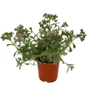 Pestrofarebný rozchodník Tricolor (Sedum)