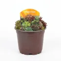 Zmes skalných ruží (Sempervivum)