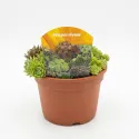 Zmes skalných ruží (Sempervivum)