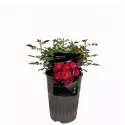 Floribunda ruža Nera Reka ® v kvetináči 3L