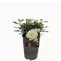 Floribunda ruža Pearl Vaza ® v kvetináči 3L