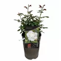 Ruže floribunda Kristall Perle ® v kvetináči 3L