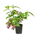 Ružový trojpuk Strawberry Fields (Deutzia hybrida)