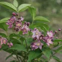 Ružový trojpuk Strawberry Fields (Deutzia hybrida)