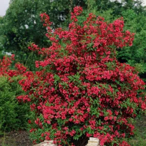 Vajgélia Red Prince (Weigela)