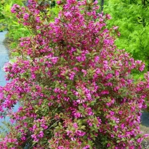 Vajgélia Victoria (Weigela)