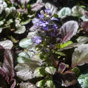 Mahagónový zbehovec Mahagony (Ajuga)