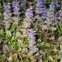 Mahagónový zbehovec Mahagony (Ajuga)