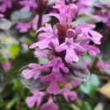 Zbehovec Midnight Mistery (Ajuga)