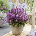 Zbehovec Midnight Mistery (Ajuga)
