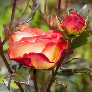 Floribunda ruža Mein München v kvetináči 3L